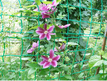 ����� �����*