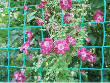 ����� - ���� *