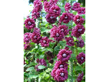 �������� ����� �������* (���.���)