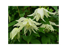 ����� ����*