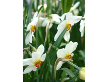 ������� �����������  1 ���� 50 ���, ��� ������� 2 ������, 3� � �������!!!