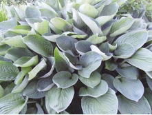 ����� ������� �������� �������, ���� 150 ���