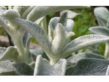 ������ (����������), ���� 80 ��� 100 ��� �����!!! 3�� �� ���� 2�!!!!