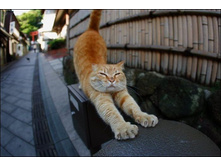cat1.jpg