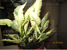 ������ ������