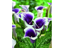 500x500.36142 Calla Picasso (1).jpg
