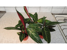 ��������� Magic Star-  200 - 350 ���.