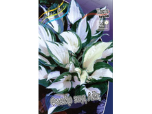 9963945.Hosta_Fire_And_Ice.jpg