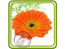 ������� 500+%.jpg