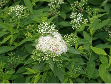 ���������� (����)*