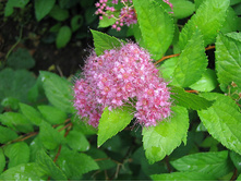 ������ ������� (����)