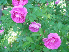 ����� ����(������) (�)