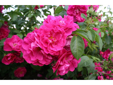 ����� ����� (��)