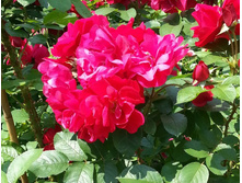 ��������� (�)+(��)