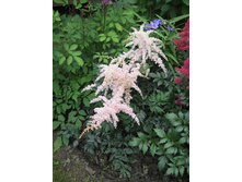 ���� �������� * ���.(���-17�)