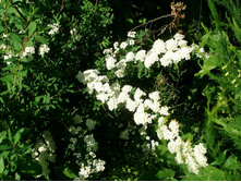 ��������� (���)*