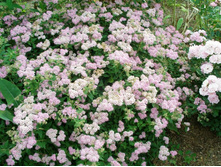 ���� �������� (����)*