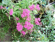 ���� ���� (����)*