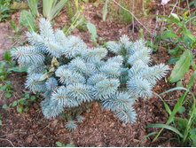 ��� ������� ������ �������