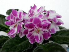 ��-�������(���� ����)