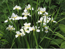 ���� ���� (���.)*