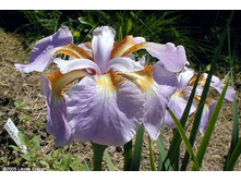 �������� ������ (���)*