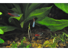 �������� �����