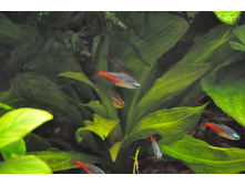 �������� �����, �����������, ������� \"���������\"