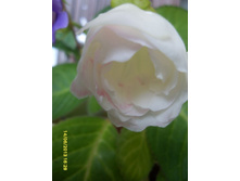 ����� ���