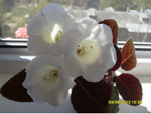 ����� �����