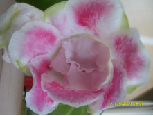 �������� ���