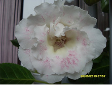 ���� �����