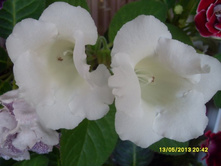 ����������� №4