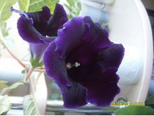 ����������� №8