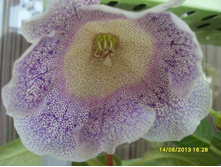 ��������� ����