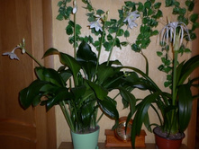 ������� � ������������