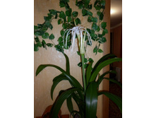 ��� ��� ������ ������������