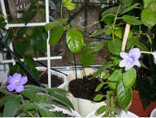 ��� ���� ���������