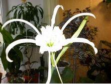 ��� ��� ������ ��� �������������