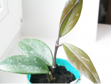 ���� ���� �����