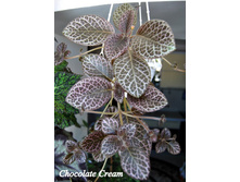 Chocolate Cream