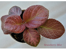 Strawberry Mist