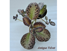 Antigue Velvet