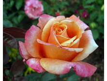 ��� �� �����.jpg