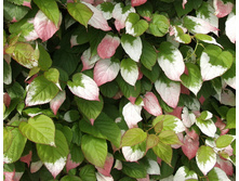 ��������� ������ �����������