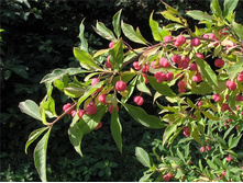 ��������� �����������*(���)