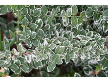 ��������� �. �������� �����*