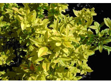 �������� �����. �����*