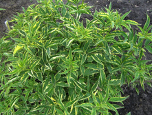 ������ �����. ���������* (���)