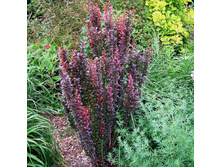 ������� ������ (�������)